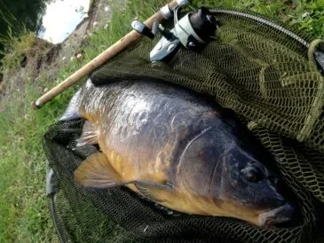 4 секрети успішного лову коропа на «платнику»