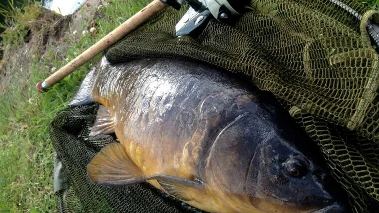 4 секрети успішного лову коропа на «платнику»