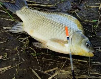 Ловля карася в травні 2025: де, на що і як зловити трофей