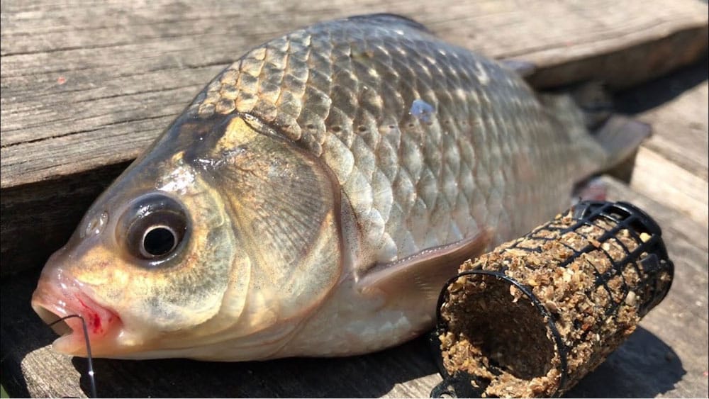 Ловля карася в мае. Советы для новичков и профи