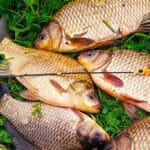 Найкраща прикормка для карася навесні: 3 робочі рецепти – риба просто не встоїть