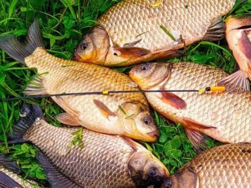 На що клює карась у травні: топ-5 наживок
