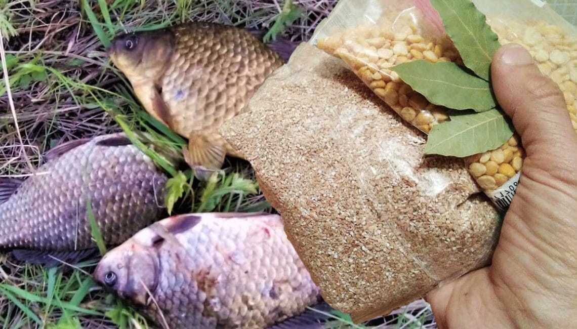 Найкраща прикормка для карася навесні: 3 робочі рецепти