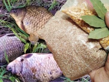 Найкраща прикормка для карася навесні: 3 робочі рецепти