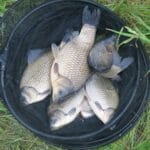 Найкраща прикормка для карася навесні: 3 робочі рецепти – риба просто не встоїть