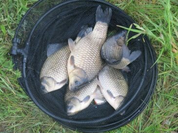 Як вибрати місце на ставку в травні: 5 ознак стоянки великого карася