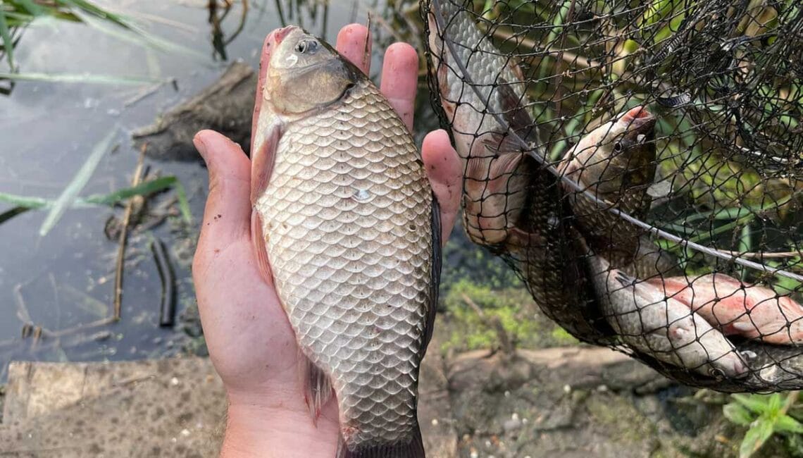 Чим у травні здивувати примхливого карася на поплавець