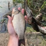 Flagman расширяет горизонты: новые магазины в Умани и Крюковщине