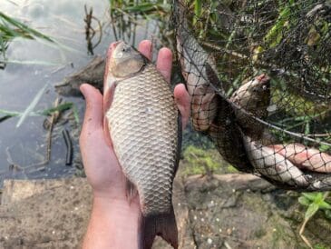 Чим у травні здивувати примхливого карася на поплавець