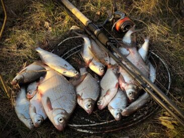 5 секретів, як зловити густеру на фідер у травні