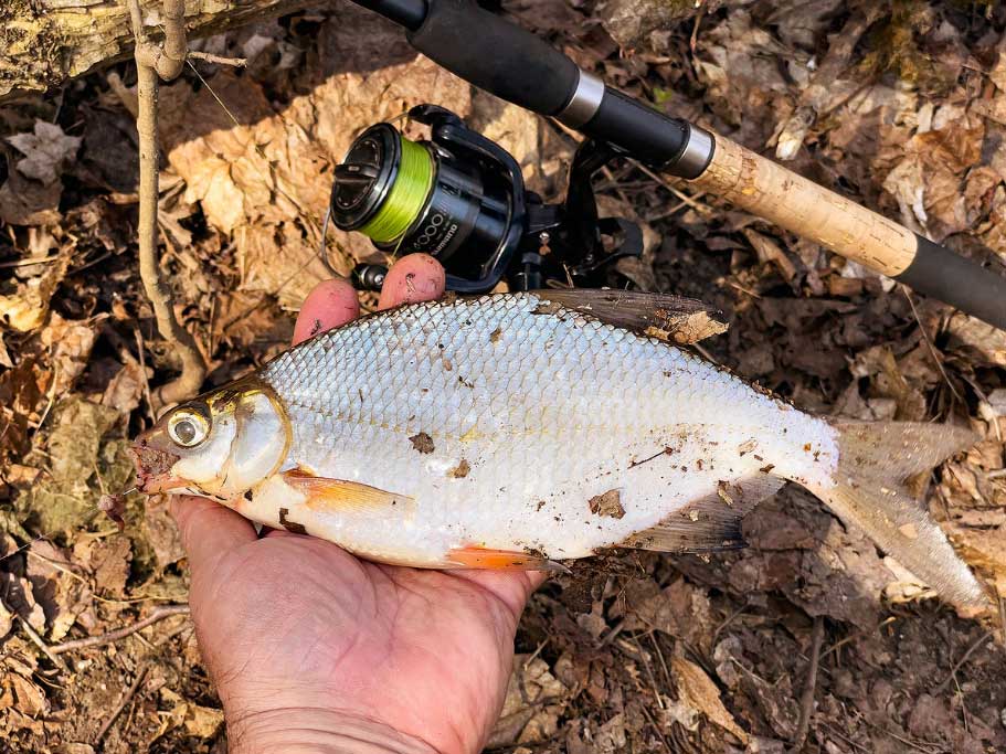 Ловля густеры на фидер в мае