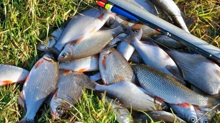 Риболовля в травні - поради для рибалок