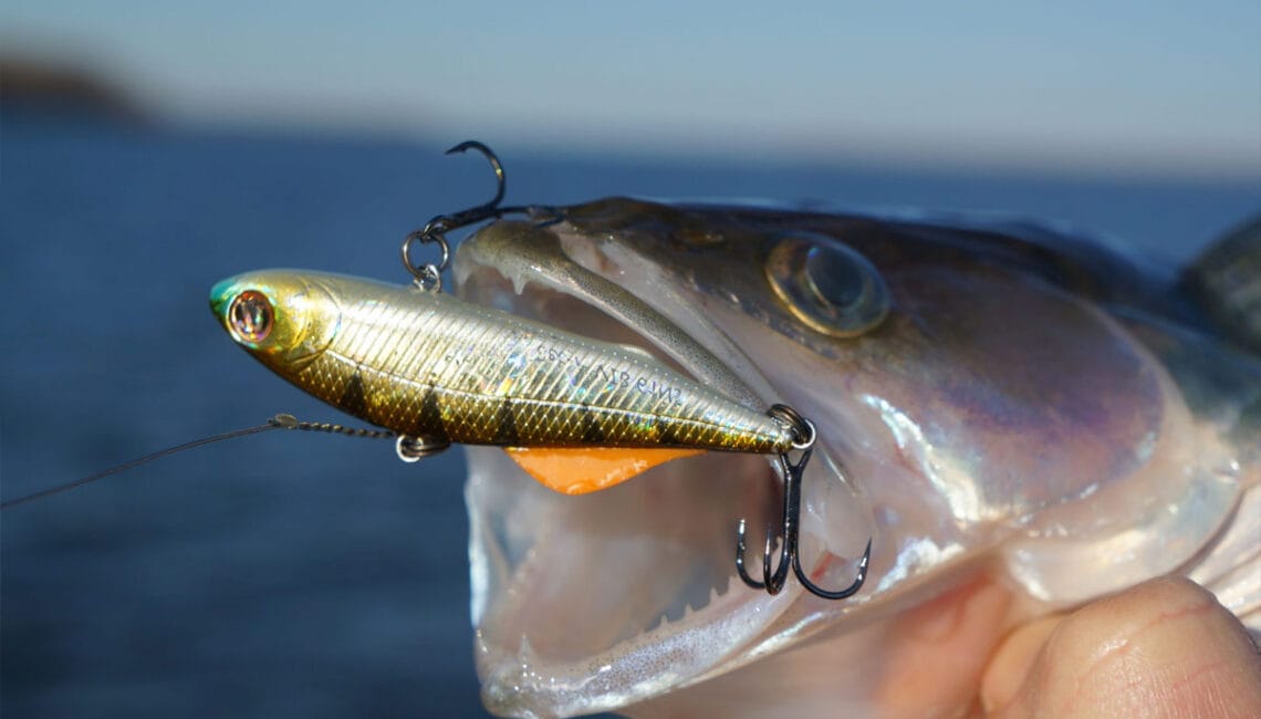 Чому ви не можете зловити судака: топ-5 помилок