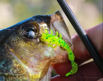 Окунь весни: рибалка спіймав майже два десятки штук на ультралайт