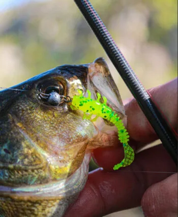 Окунь весни: рибалка спіймав майже два десятки штук на ультралайт