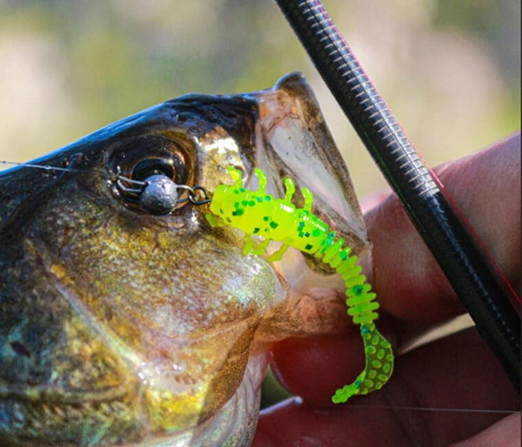 Окунь весни: рибалка спіймав майже два десятки штук на ультралайт