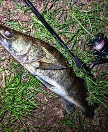 Риболовля на Дніпрі принесла чудовий улов