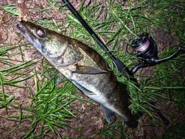 Риболовля на Дніпрі принесла чудовий улов