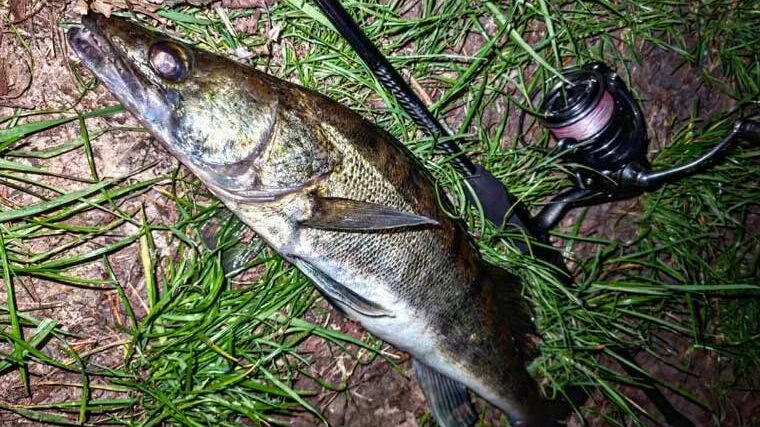 Риболовля на Дніпрі принесла чудовий улов