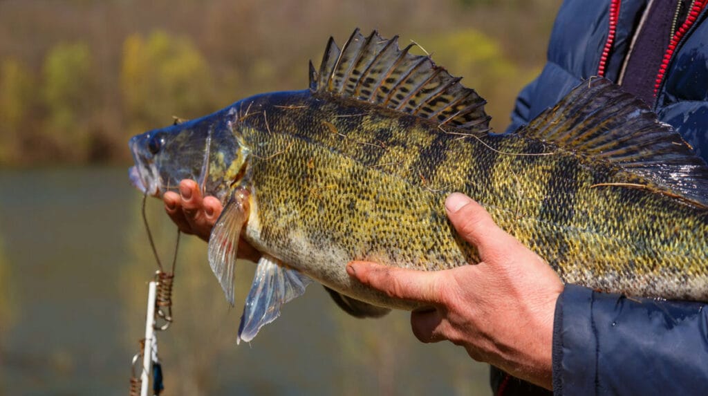 Риболовля на Дніпрі: види риб та особливості їхнього лову
