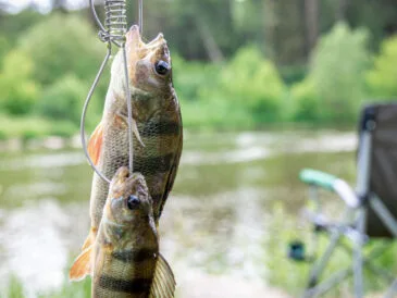 Погода в Україні - прогноз кльову риби 5 - 11 травня 2025