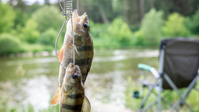 Погода в Україні - прогноз кльову риби 5 - 11 травня 2025