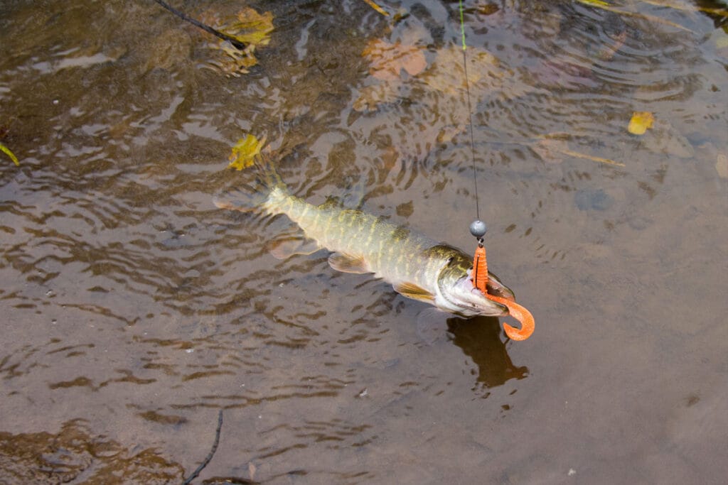 Ловля щуки в мае на спиннинг с берега