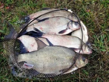 Ловля ляща в травні 2025: де, на що і як зловити трофей