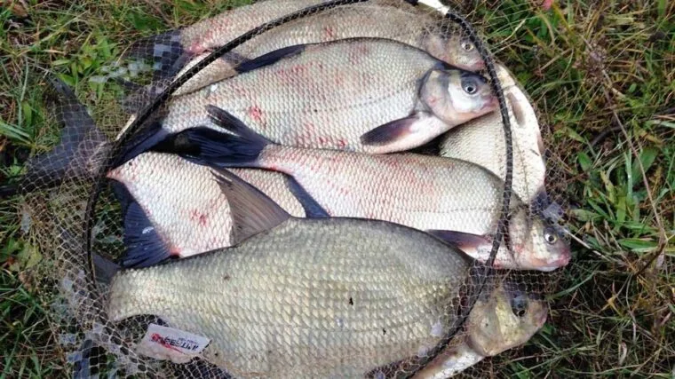 Ловля ляща в травні 2025: де, на що і як зловити трофей