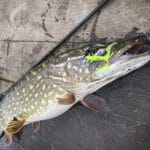 Календарь рыбака 2025: секреты ловли леща в мае