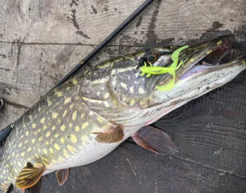 Трофей з першого закидання: рибалка спіймав рекордну щуку