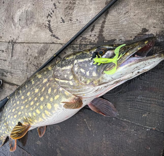 Трофей з першого закидання: рибалка спіймав рекордну щуку