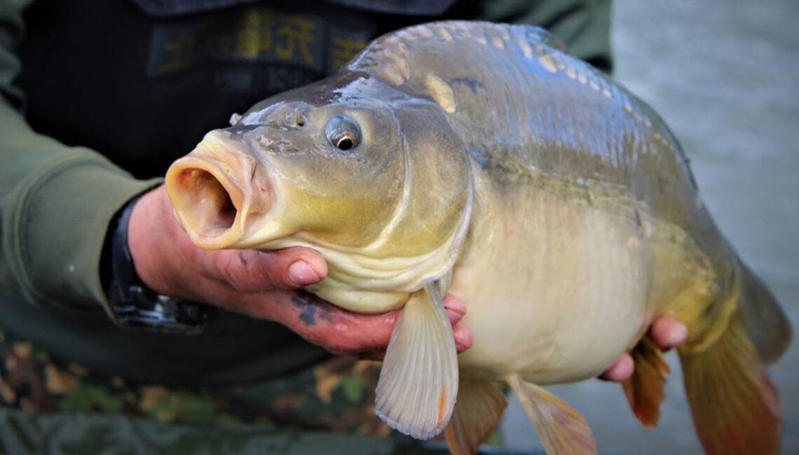 Фідер на коропа: монтаж за 5 хвилин, щоб обхитрити велику рибу