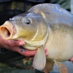 Трофей с первого заброса: рыболов поймал рекордную щуку