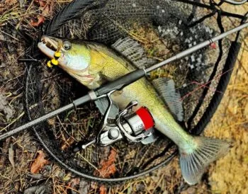 Весняний судак на мандулу