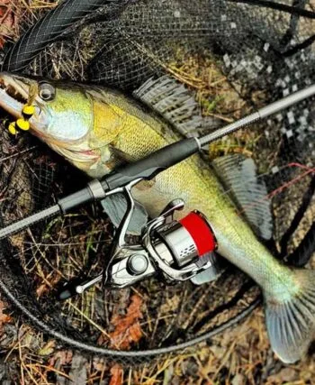 Весняний судак на мандулу