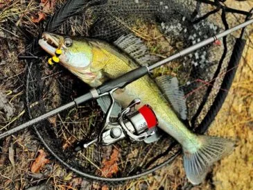 Весняний судак на мандулу