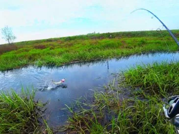 Щука після нересту: коли та на що ловити