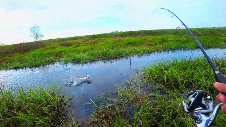 Щука після нересту: коли та на що ловити