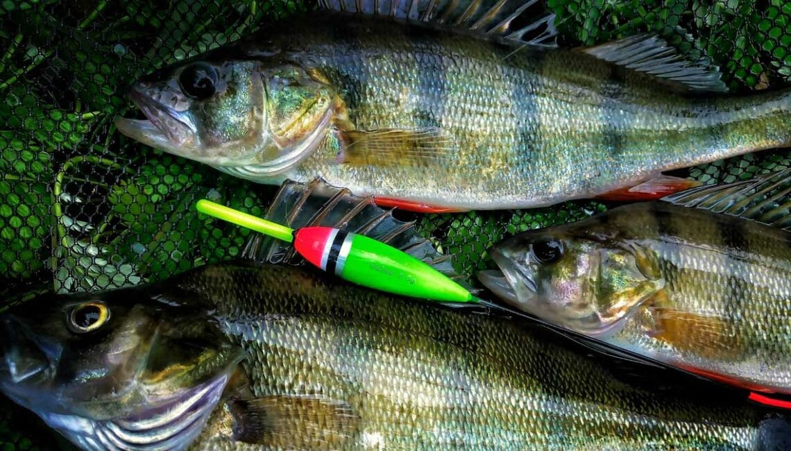 Ловля окуня на удочку в мае: 3 насадки, которые работают безотказно