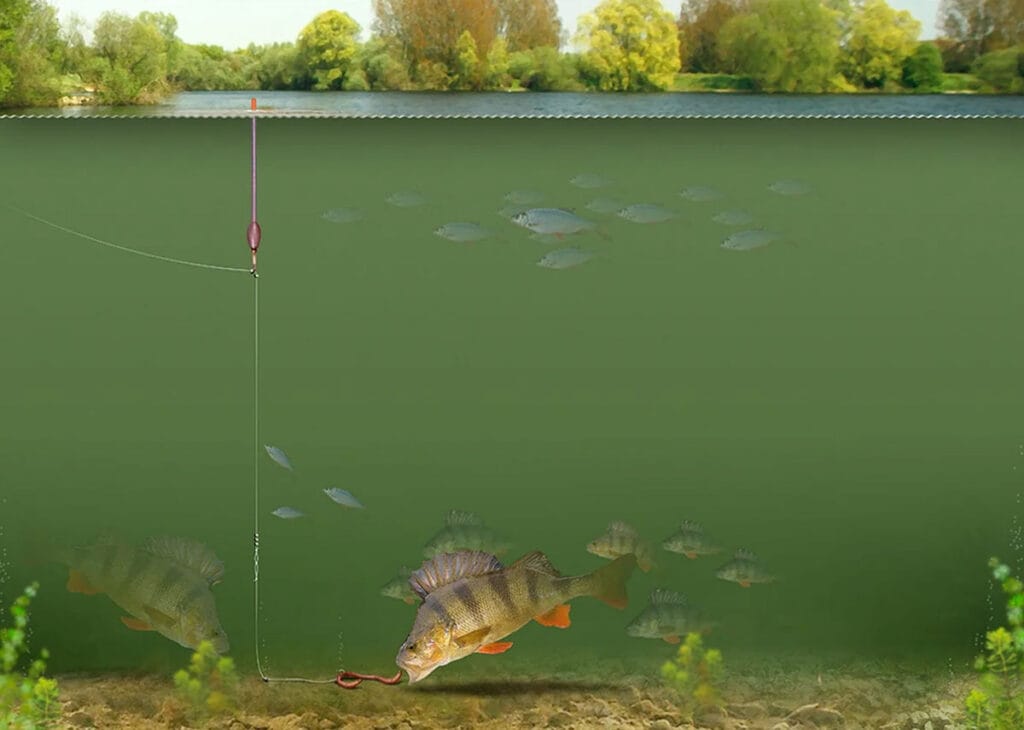 Топ-3 насадки для лову окуня в травні