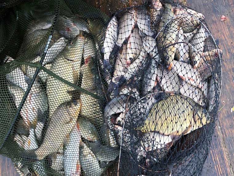 Прогноз погоды и клева рыбы на неделю: что ждет рыбаков