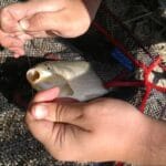 Как подобрать монтаж для илистого дна и не потерять кормушку?