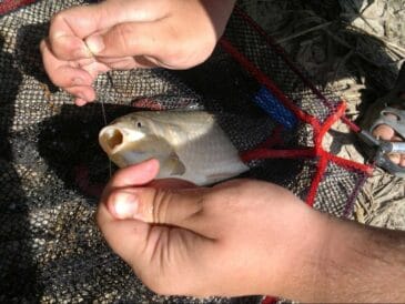 Фідерна ловля в травні: як зловити карася та ляща на одній водоймі