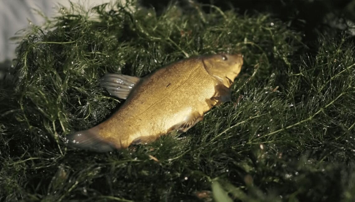 Як підібрати монтаж для мулистого дна