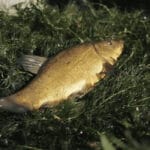 Нерестовый запрет: на Херсонщине за неделю выявили 7 нарушений и предотвратили ущерб на 300 тысяч гривен