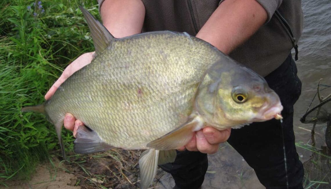 Забійна прикормка на ляща, яка показує фантастичні результати