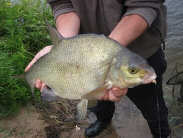 Забійна прикормка на ляща, яка показує фантастичні результати