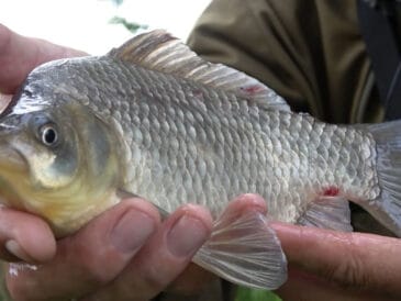 Медове тісто: універсальна насадка, яку оцінить уся мирна риба
