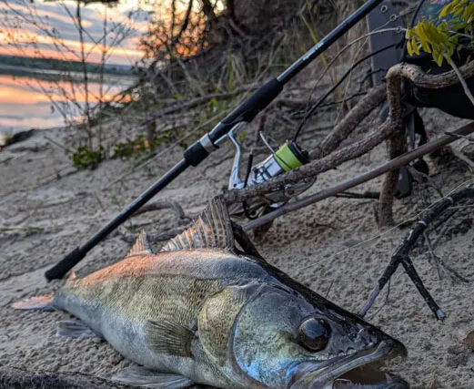 Судак і щука з однієї точки: яскравий вікенд рибалок із Дніпра. Фото